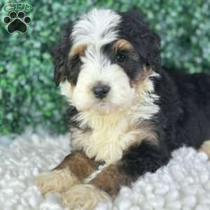 Copper, Mini Bernedoodle Puppy